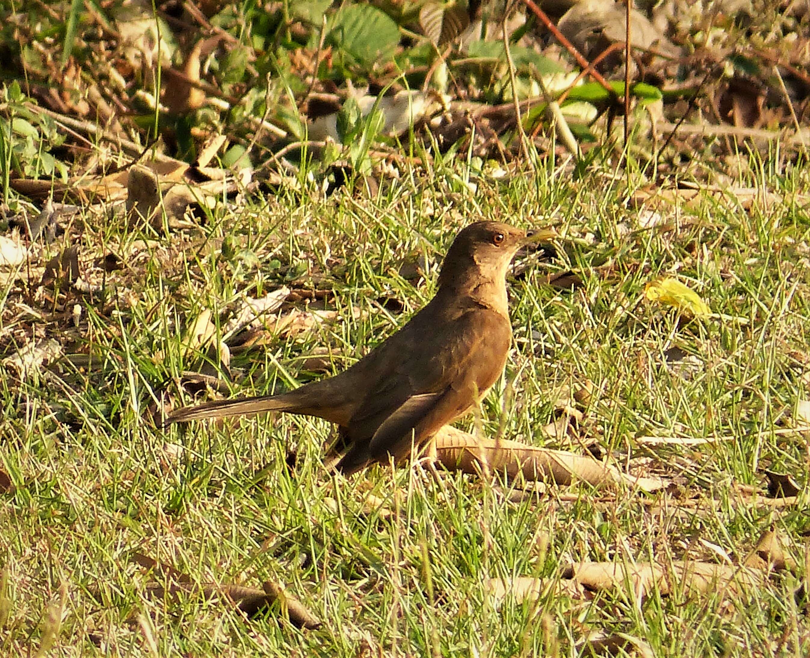 Image of Clay-colored Robin