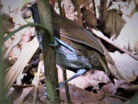 Image of Bicolored Antbird