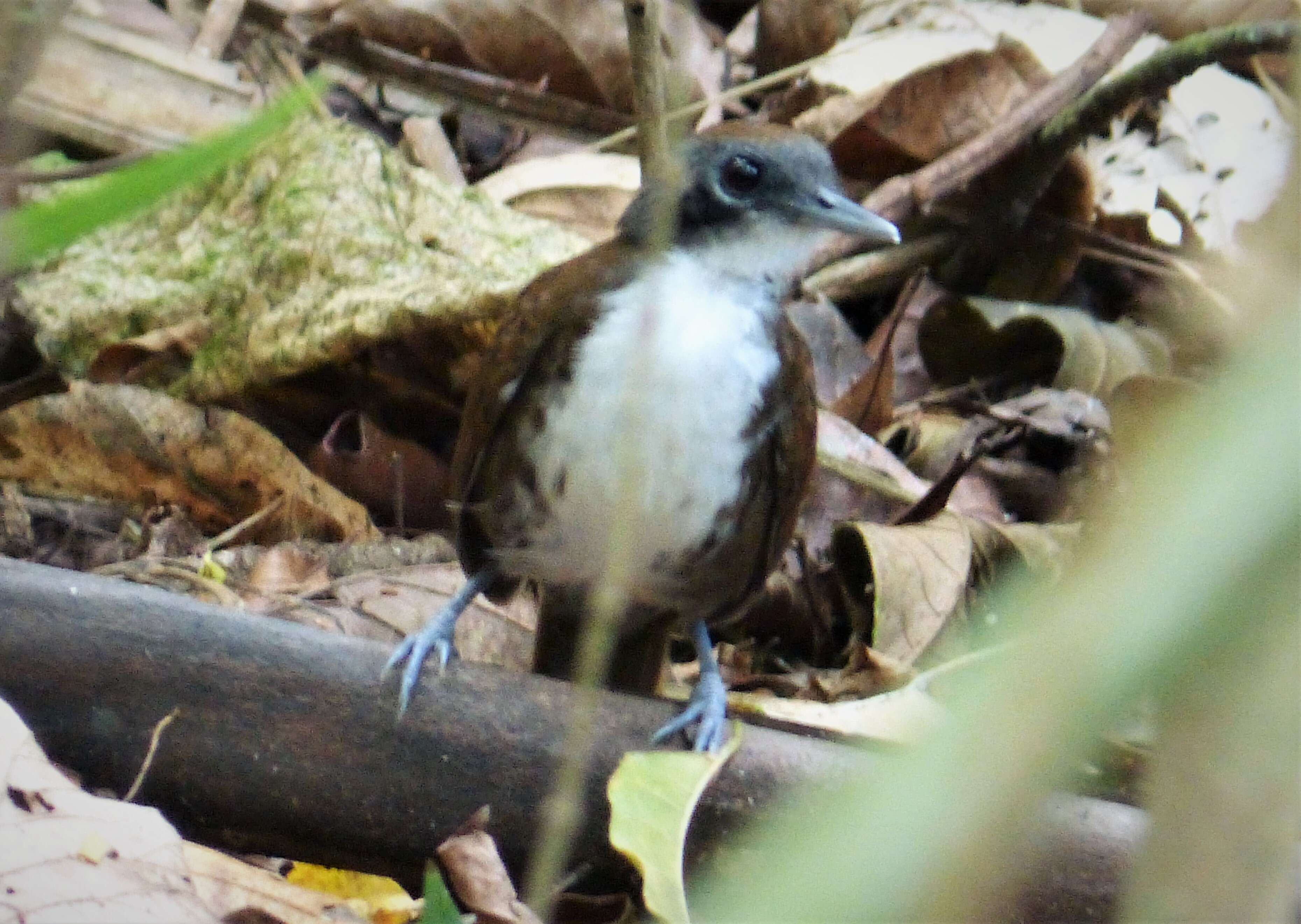 Image of Bicolored Antbird