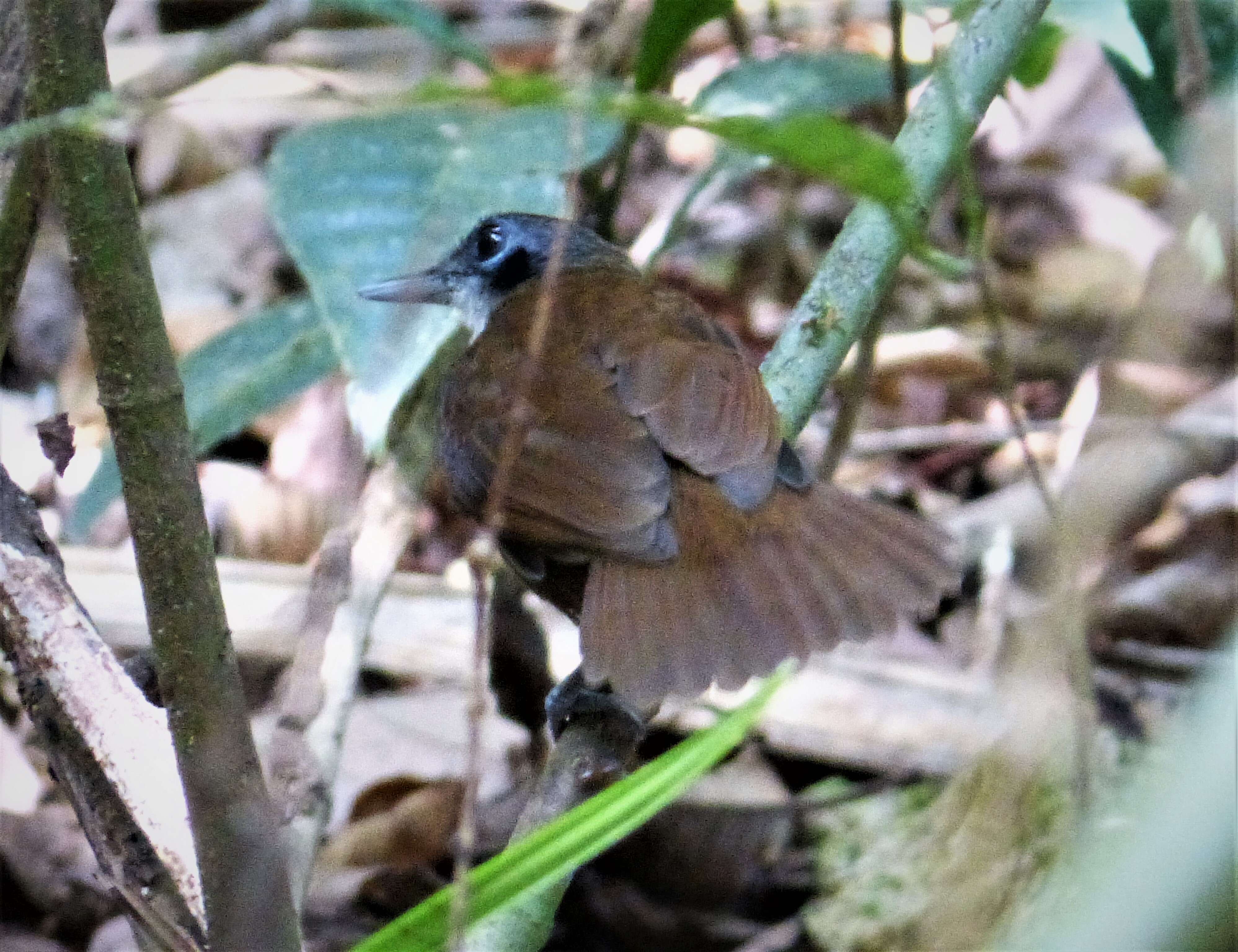 Image of Bicolored Antbird