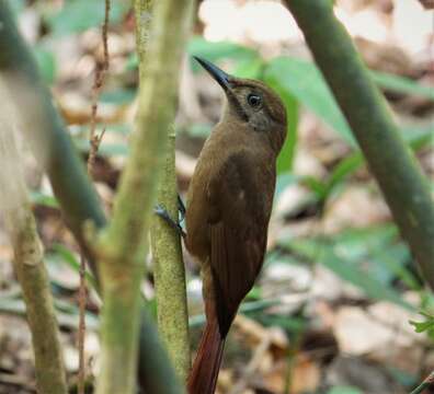 Image of Plain-brown Woodcreeper