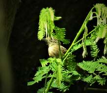 Image of Black-crowned Antshrike