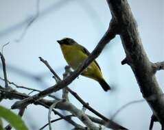 Image of Thick-billed Euphonia