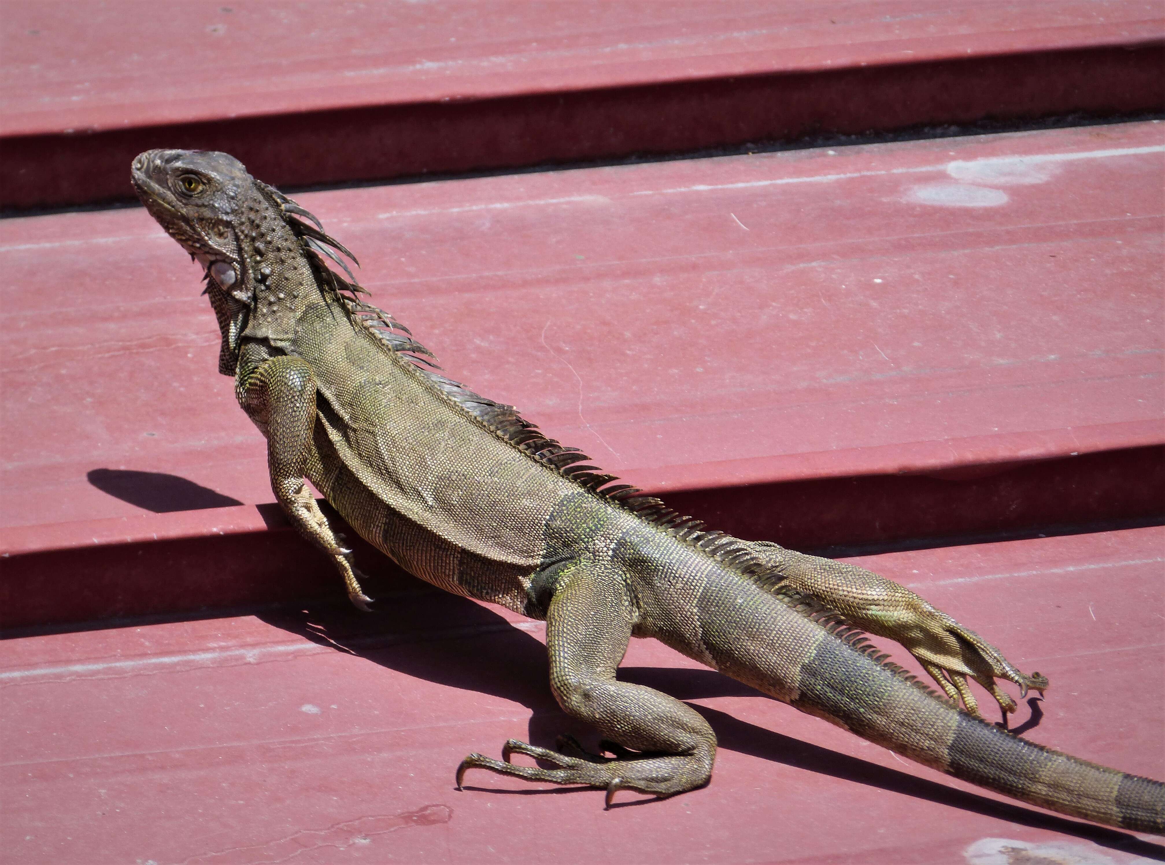 Image of Ctenosaura