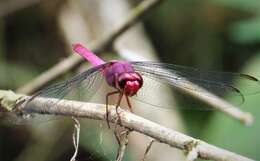 Image of Carmine Skimmer