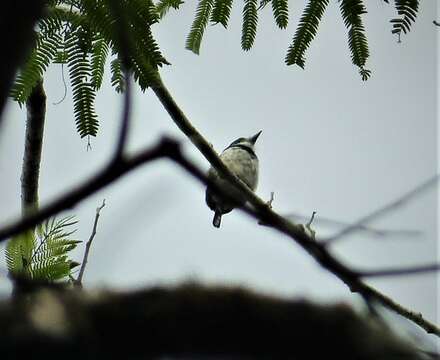 Image of Greater Pied Puffbird