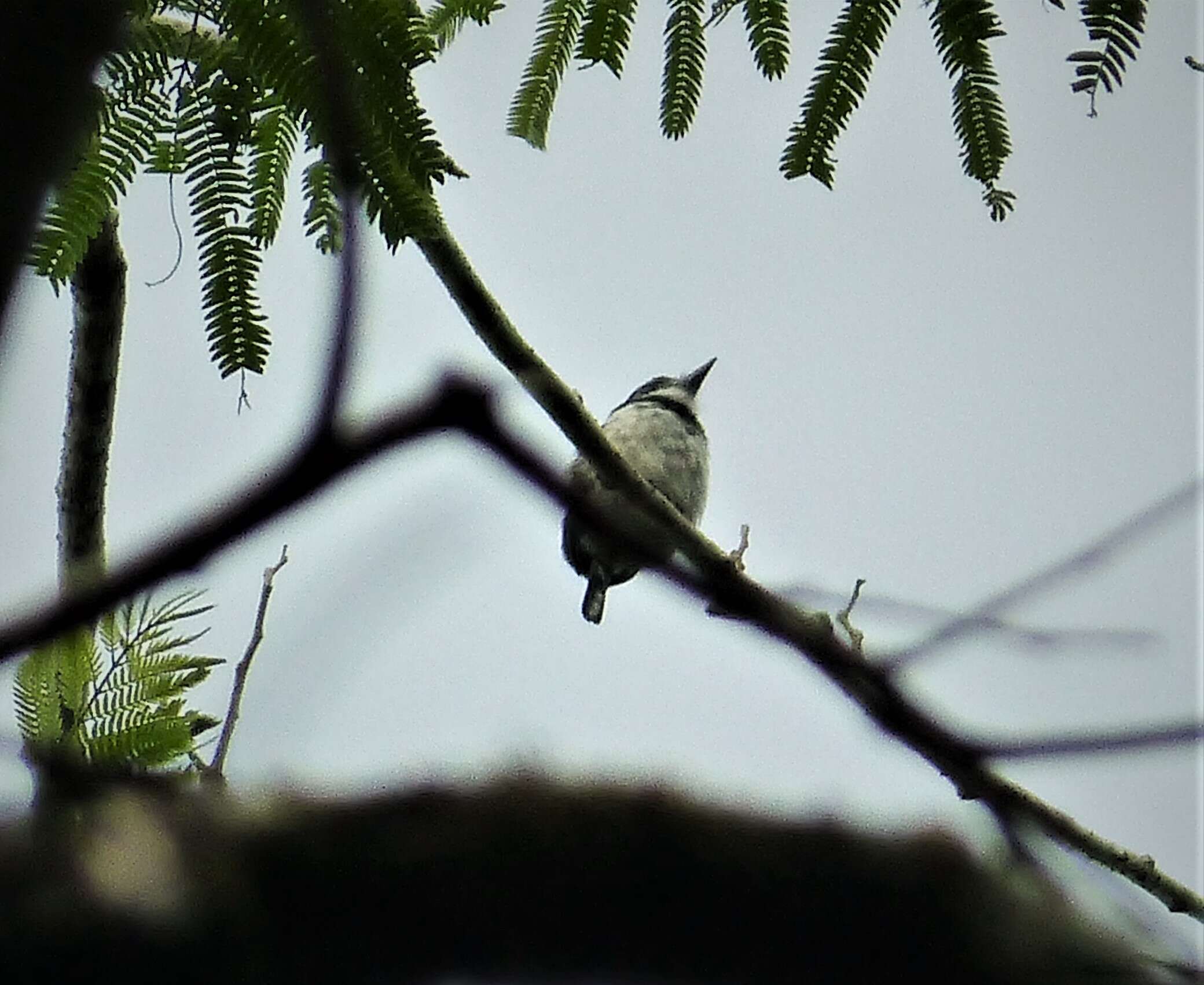 Image of Greater Pied Puffbird