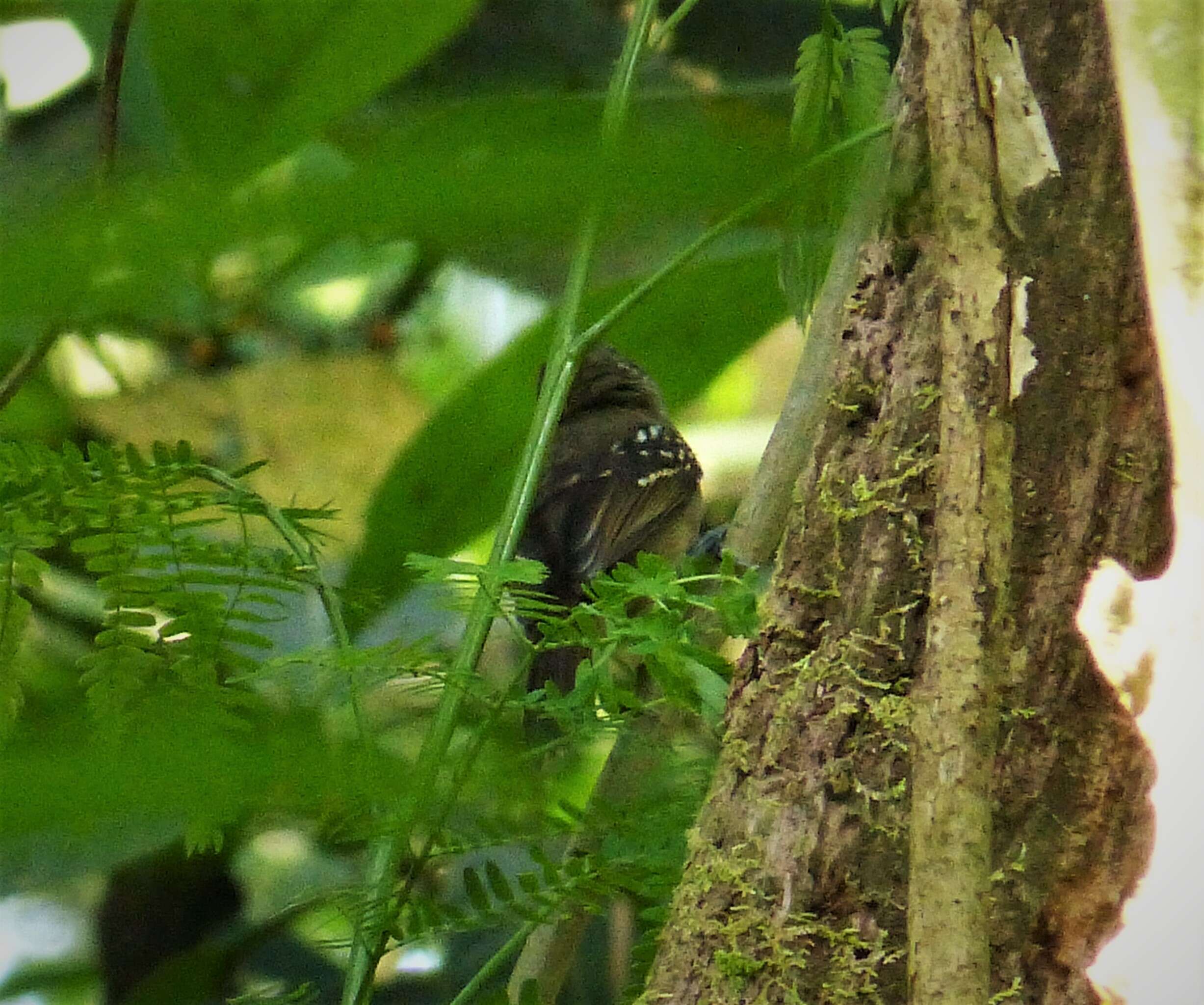 Image of Black-crowned Antshrike