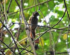 Image of Black Antshrike