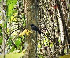 Image of Black Antshrike