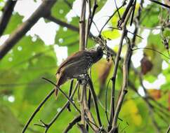 Image of Black Antshrike