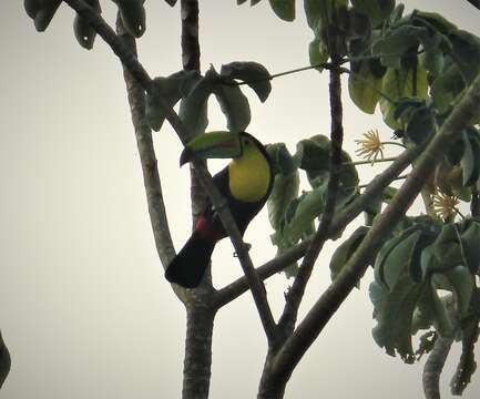 Image of Keel-billed Toucan