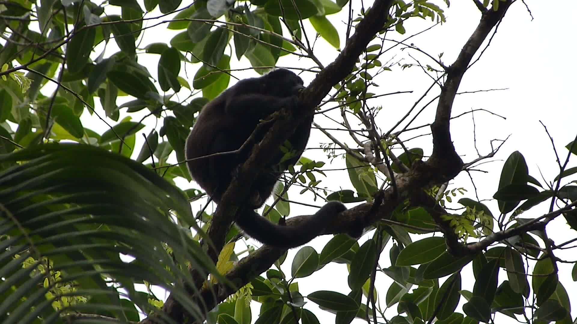 Image of Ecuadorian Mantled Howling Monkey