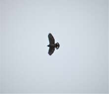 Image of Plumbeous Kite
