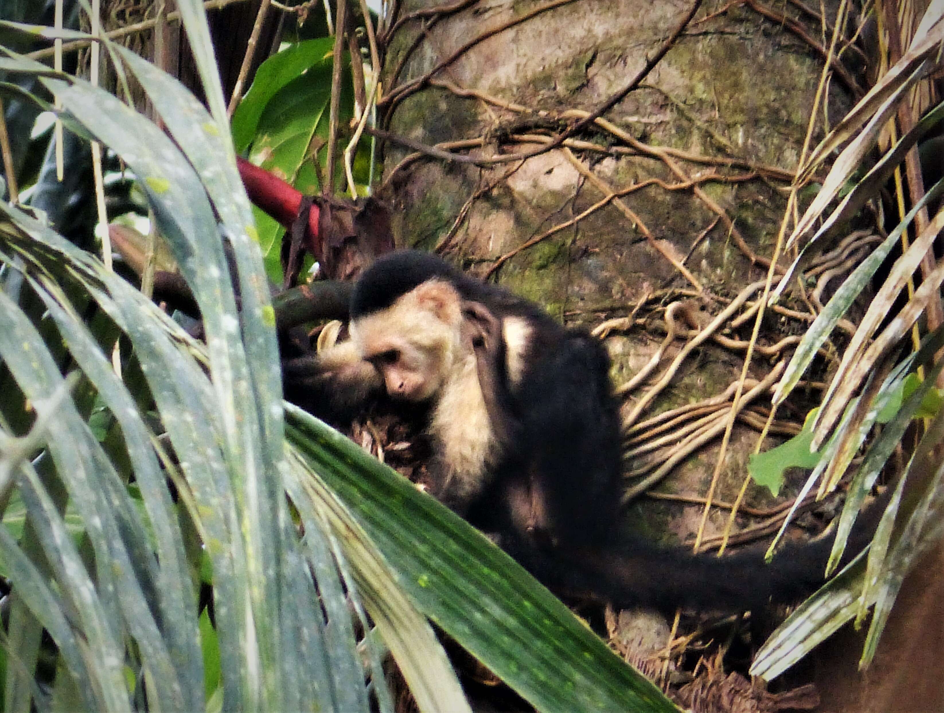 Image of Panama capuchin monkey