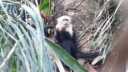 Image of Panama capuchin monkey