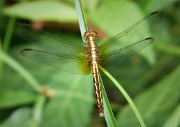 Image of Red-mantled Dragonlet