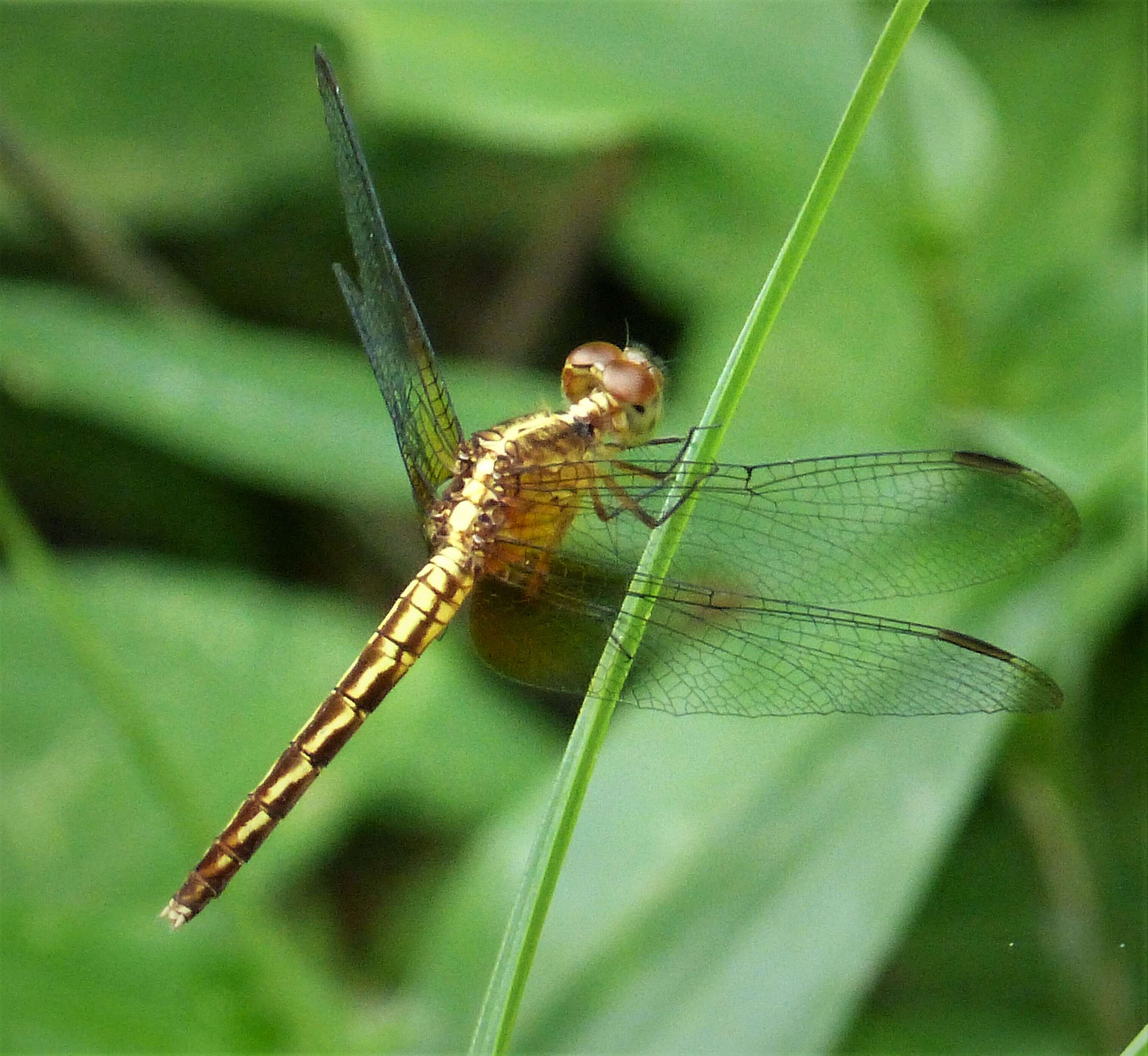 Image of Red-mantled Dragonlet