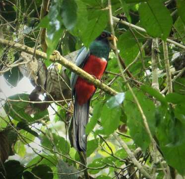 Image of Black-tailed Trogon