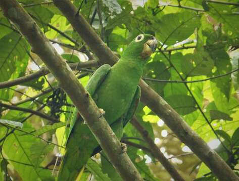 Image de Amazone poudrée