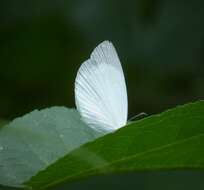 صورة Eurema albula (Cramer (1775))