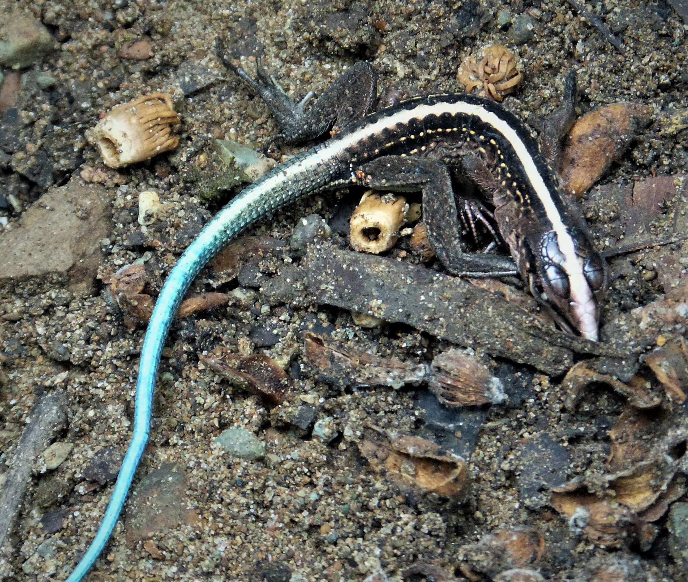 Image of Ameiva Lizard