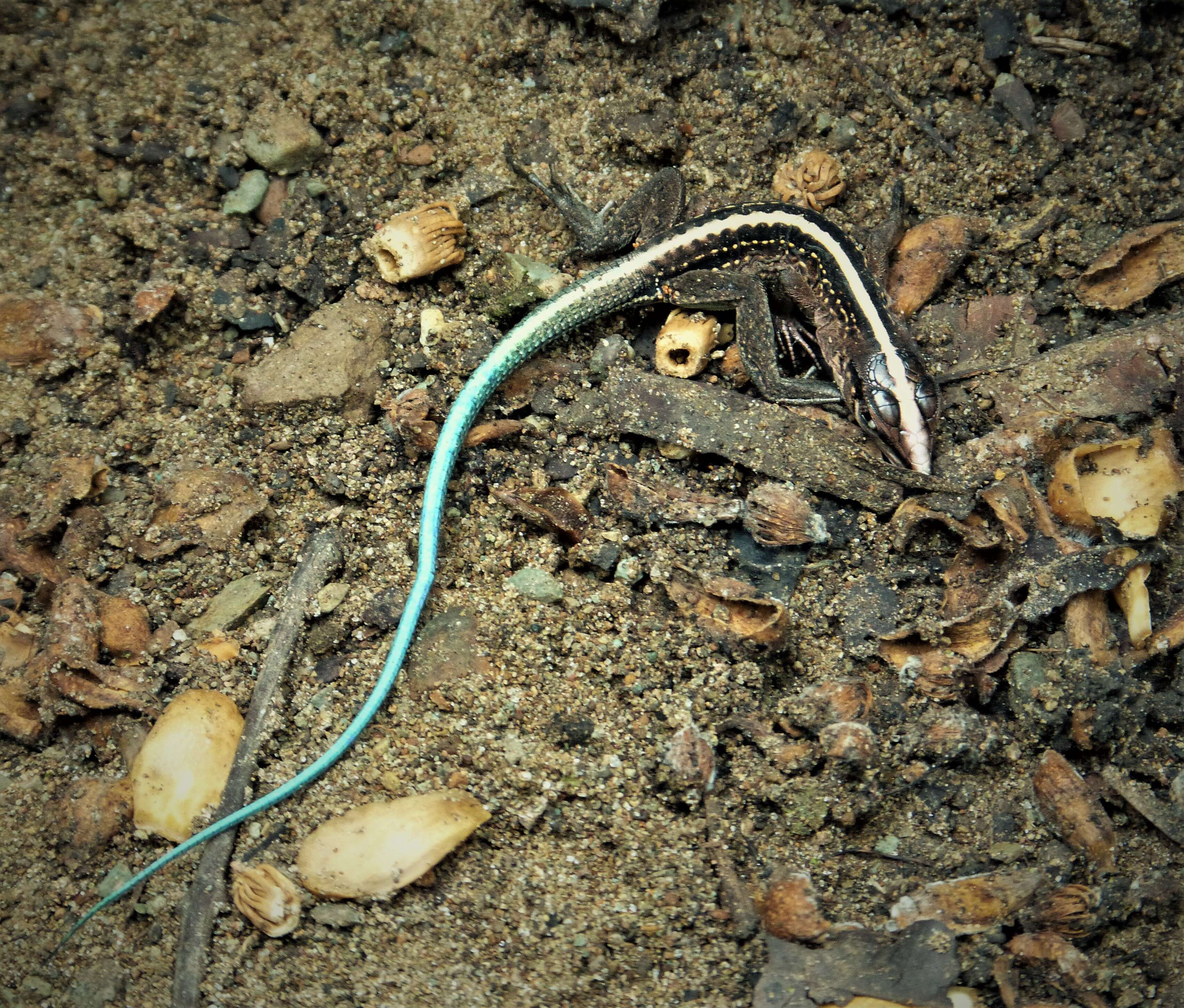 Image of Ameiva Lizard