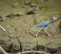 Image of Little Blue Heron