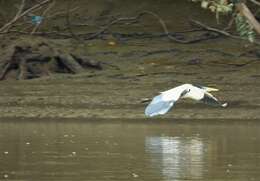 Image of Cocoi Heron