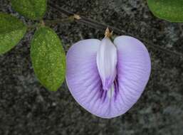 Image of flor de conchitas