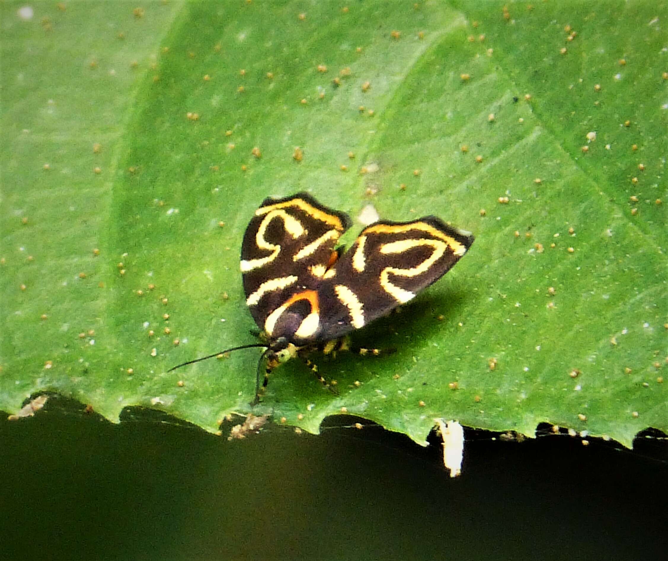 Image of Hemerophila albertiana