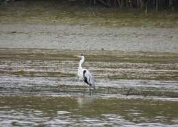 Image of Cocoi Heron