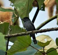 Image of White-winged Becard