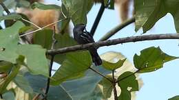 Image of White-winged Becard