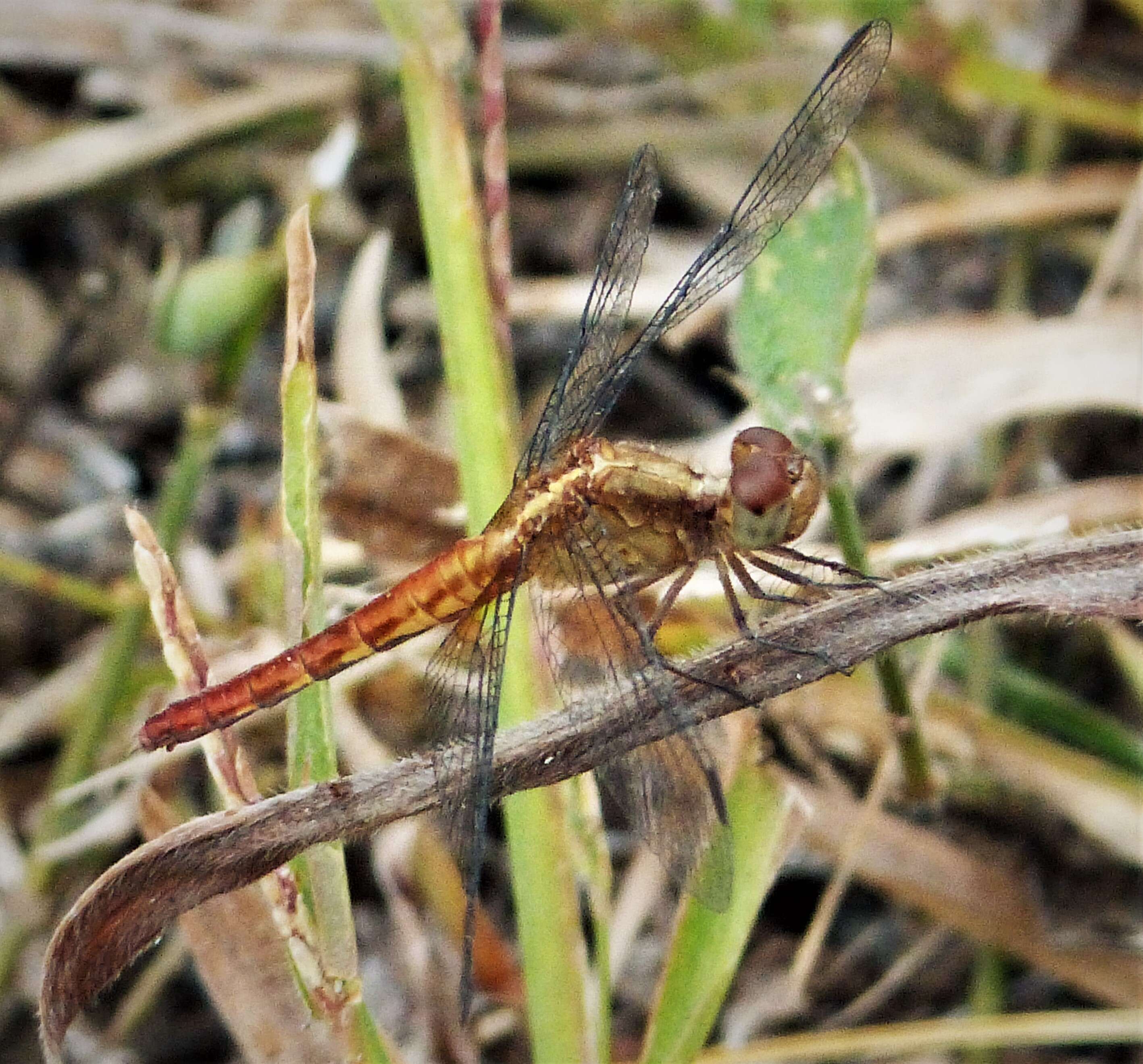 Sivun Erythrodiplax fusca (Rambur 1842) kuva