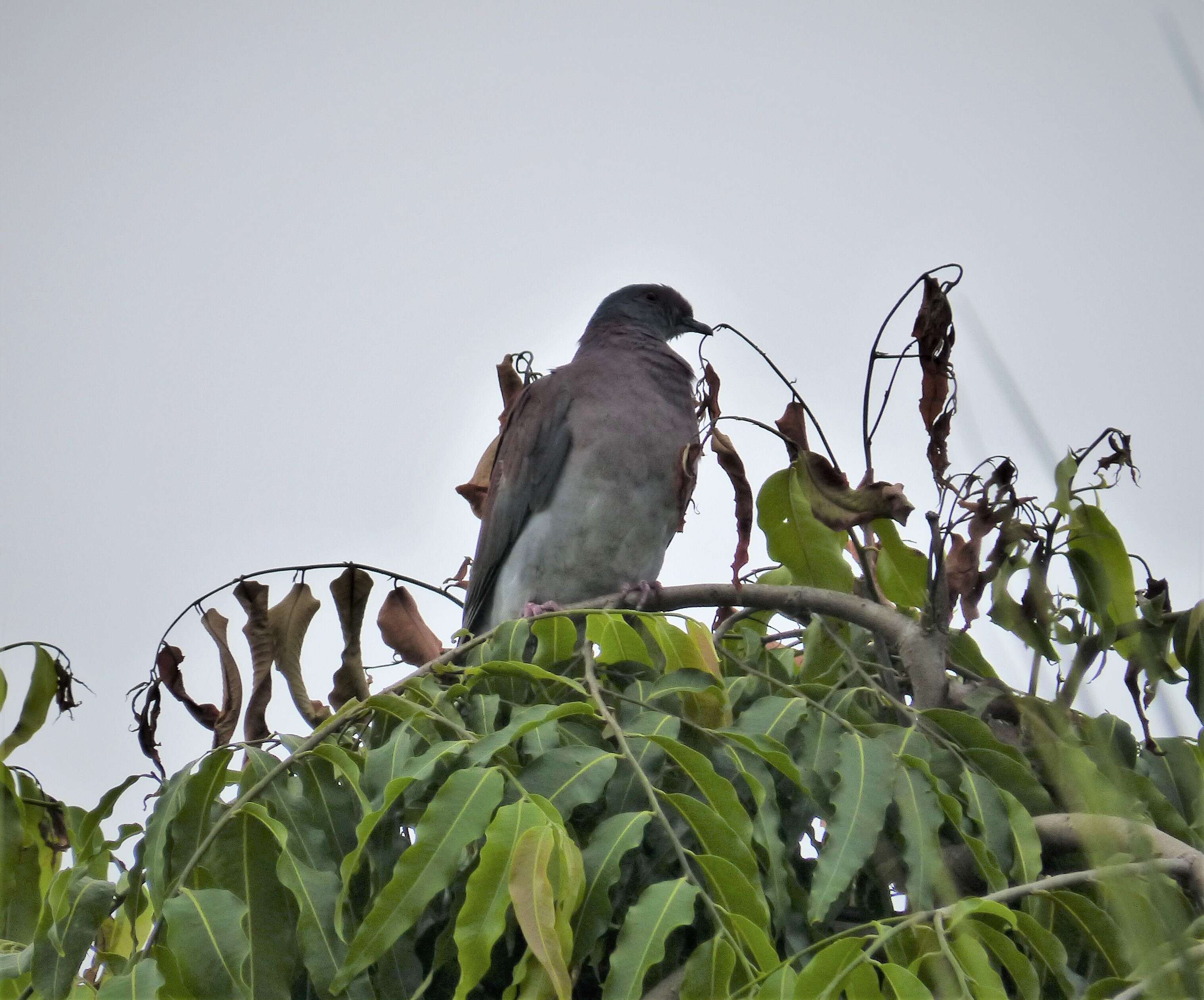 Image of White-tipped Dove