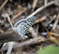 صورة Leptotes cassius (Cramer (1775))