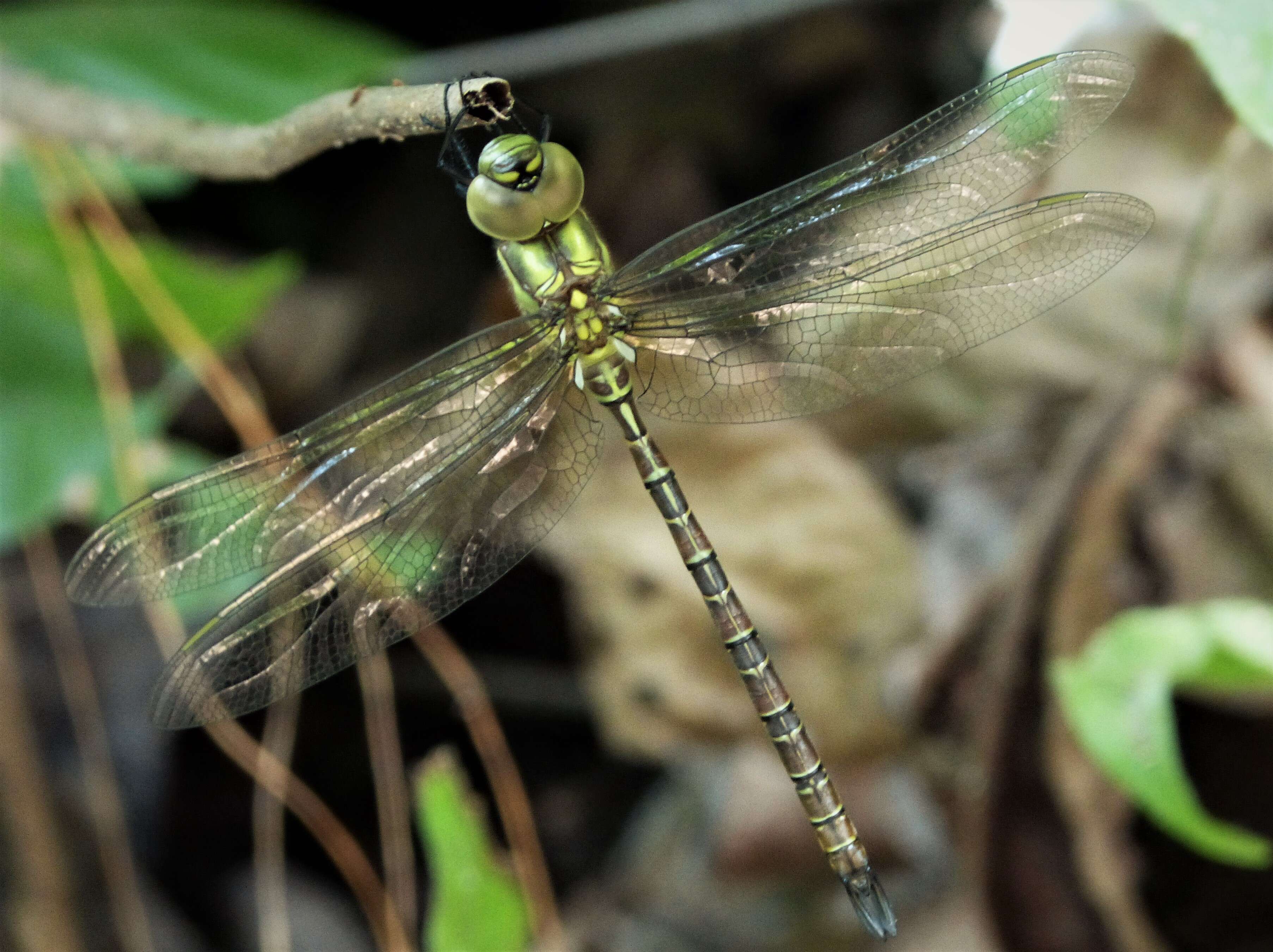 Image of Blue-faced Darner