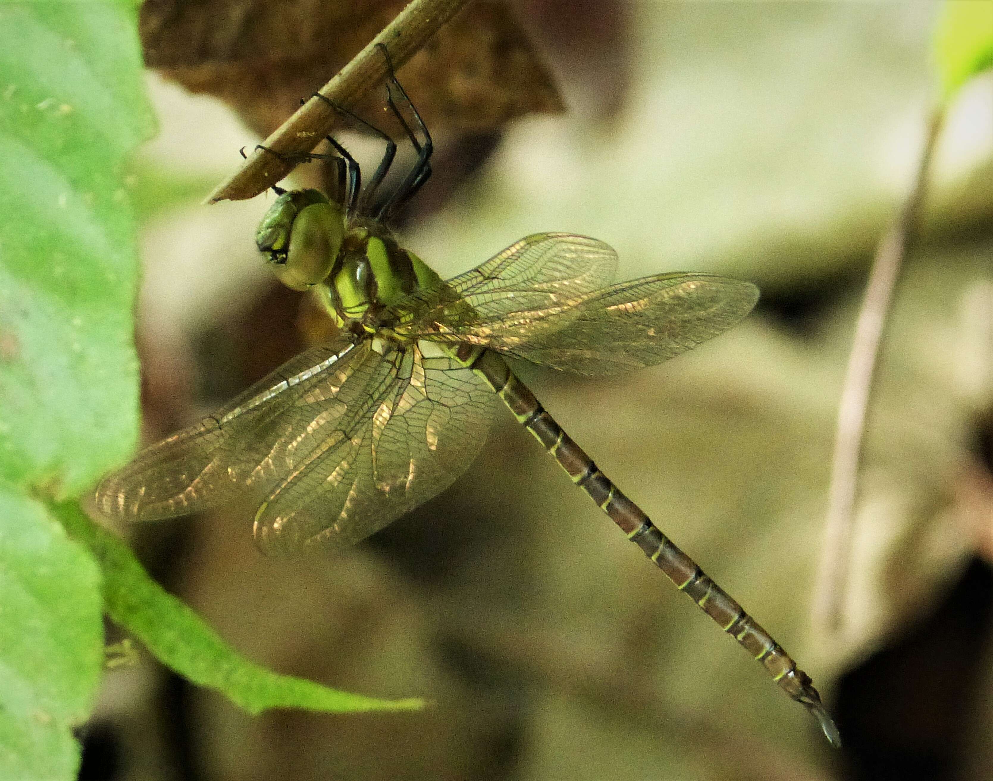 Image of Blue-faced Darner