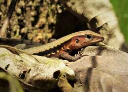 Image of Delicate Ameiva