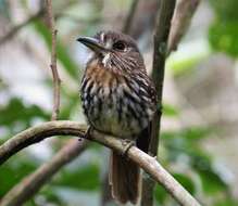 Image of White-whiskered Puffbird