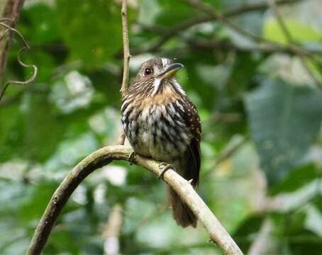 Image of White-whiskered Puffbird