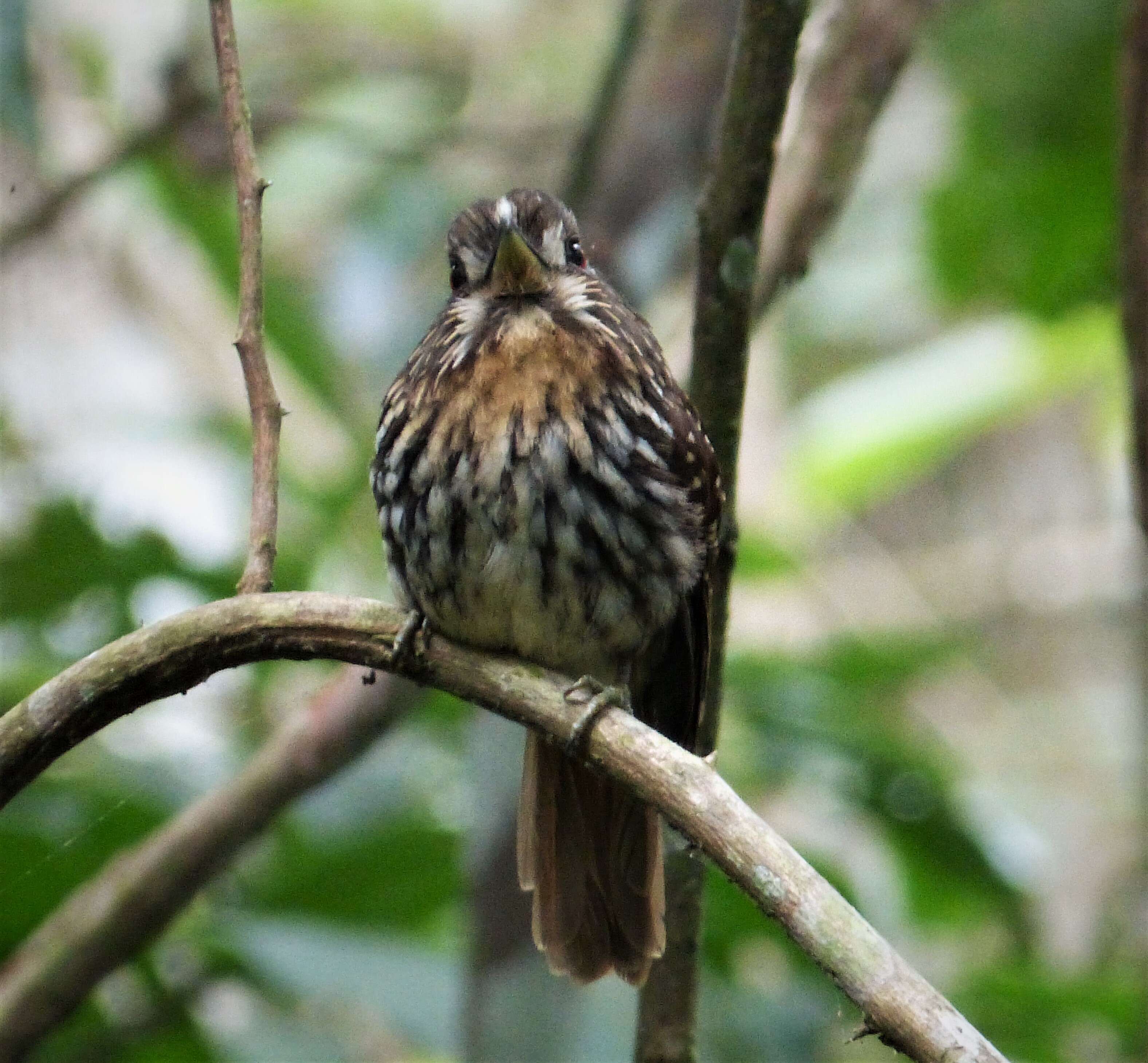 Image of White-whiskered Puffbird