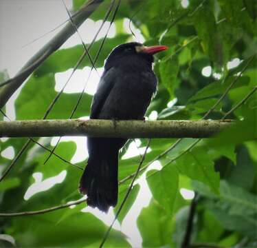 Image of White-fronted Nunbird