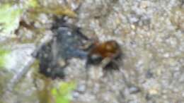 Image of stingless bee