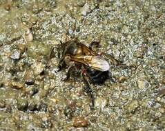 Image of stingless bee