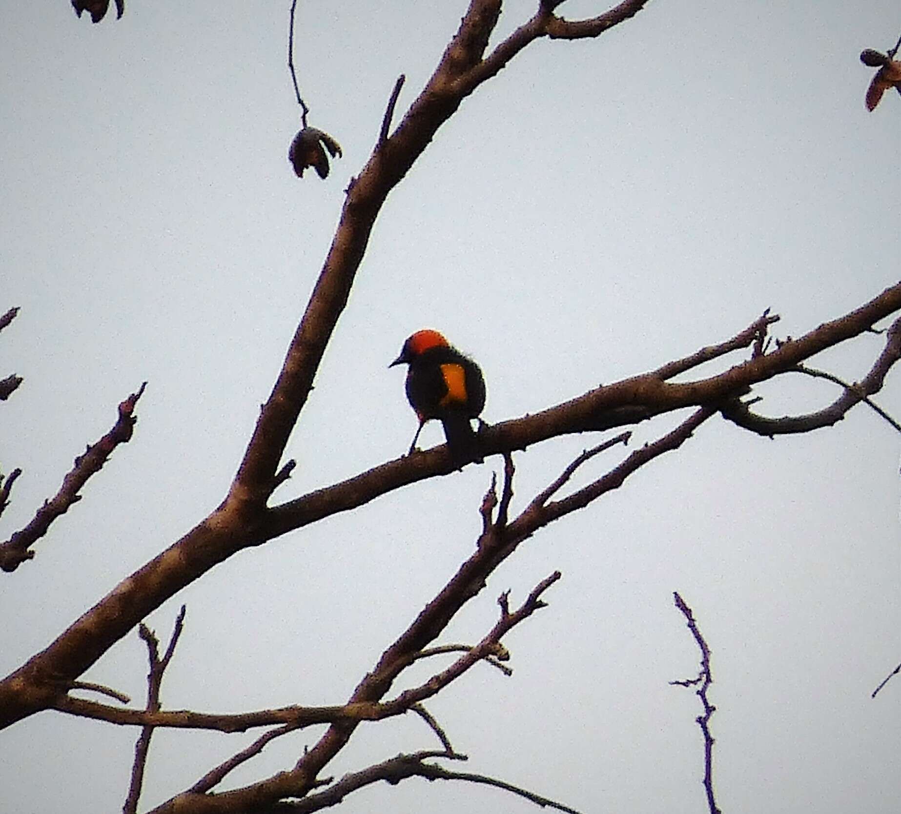 Image of Orange-crowned Oriole