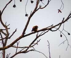 Image of Orange-crowned Oriole