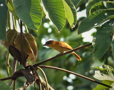 Plancia ëd Pachyramphus cinnamomeus Lawrence 1861