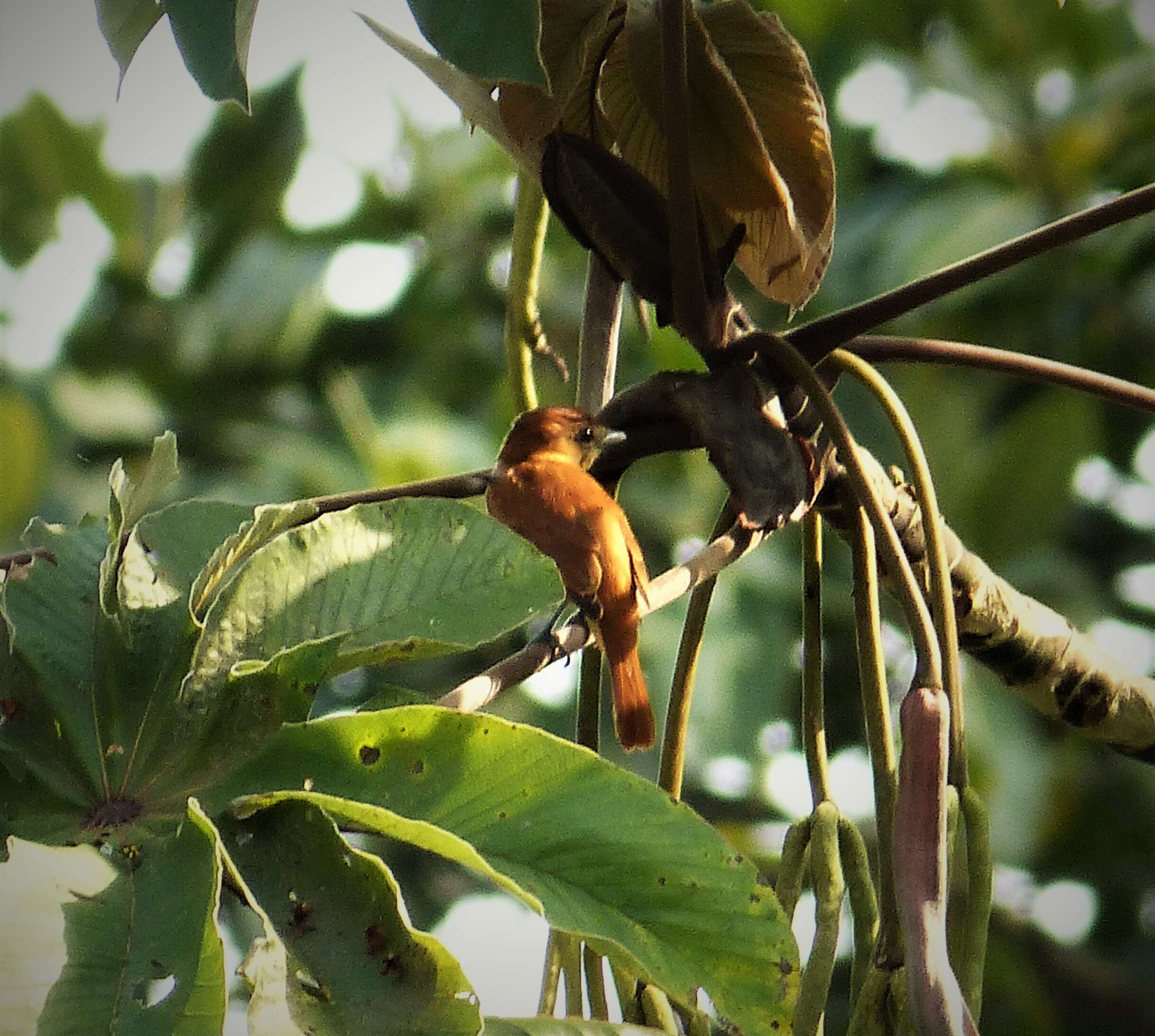 Plancia ëd Pachyramphus cinnamomeus Lawrence 1861